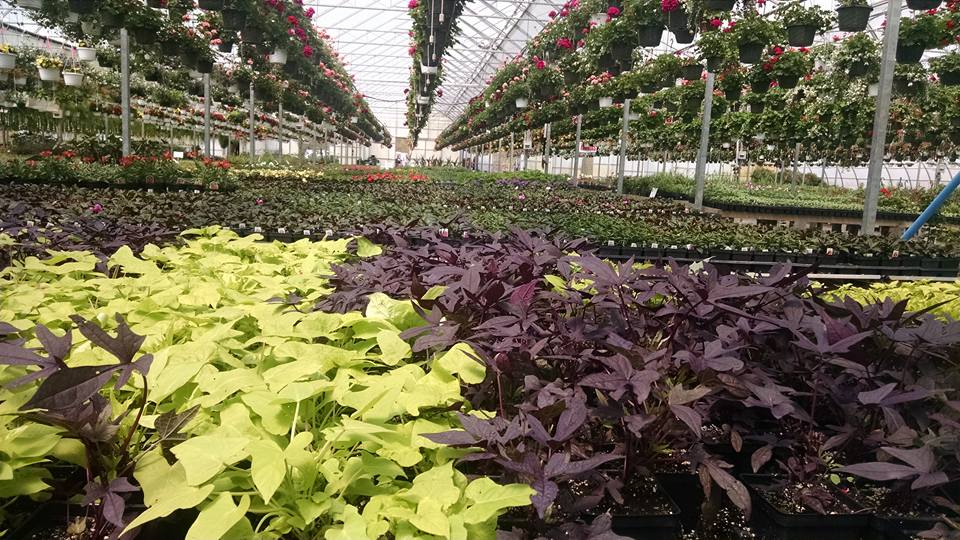 HillTop Greenhouse & Farms | 8996 W Liberty Rd, Ann Arbor, MI 48103, USA | Phone: (734) 302-4233