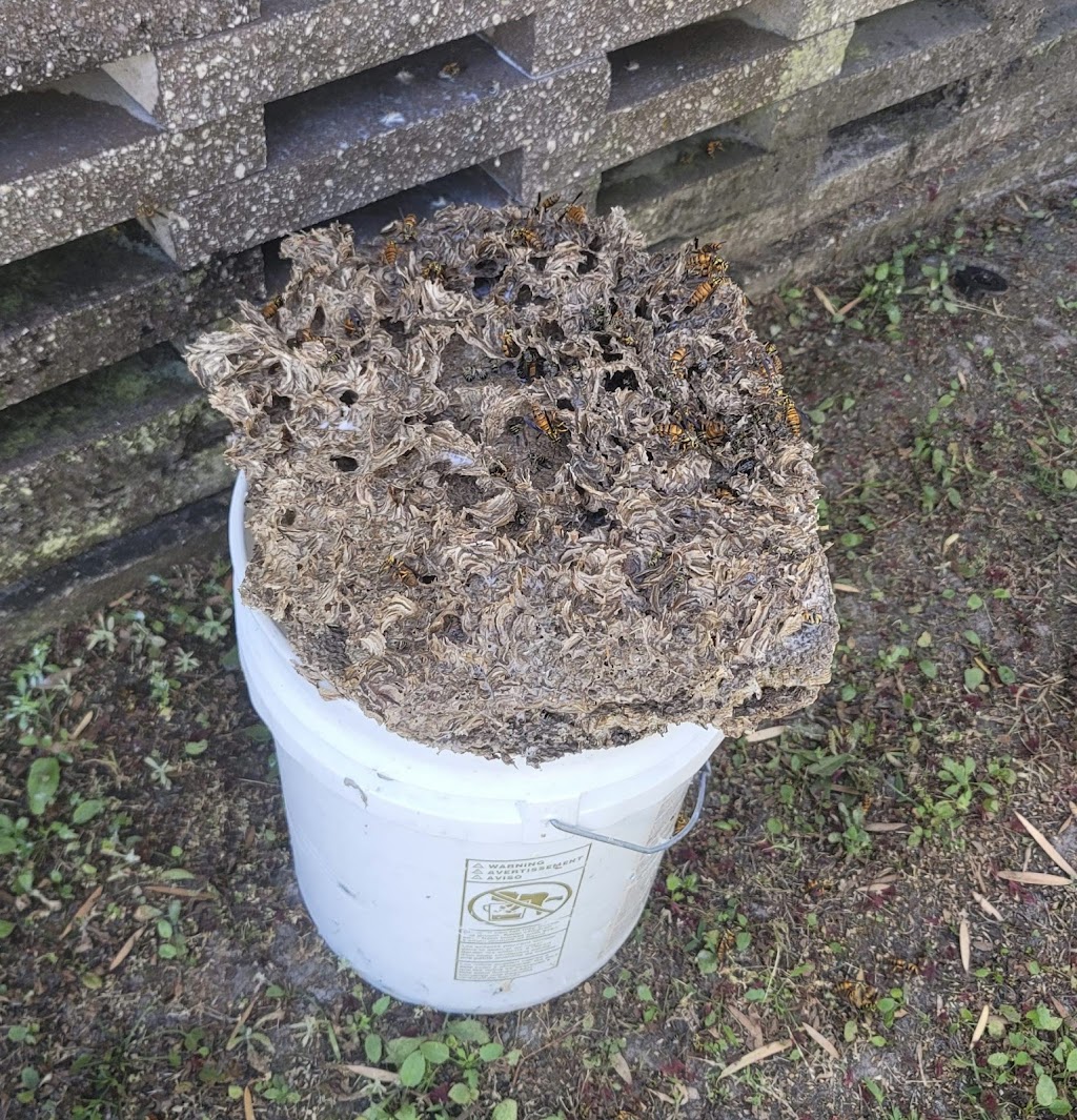 BeeMan Stan Bee Removal | 8306 Porch Ct, Lakeland, FL 33810, USA | Phone: (863) 457-3909