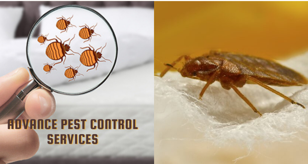 Advance Pest Control Services | 143-15 115th Ave, Queens, NY 11436, USA | Phone: (646) 251-6973
