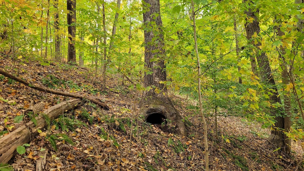 Jefferson Memorial Forest | 11311 Mitchell Hill Rd, Fairdale, KY 40118, USA | Phone: (502) 368-5404