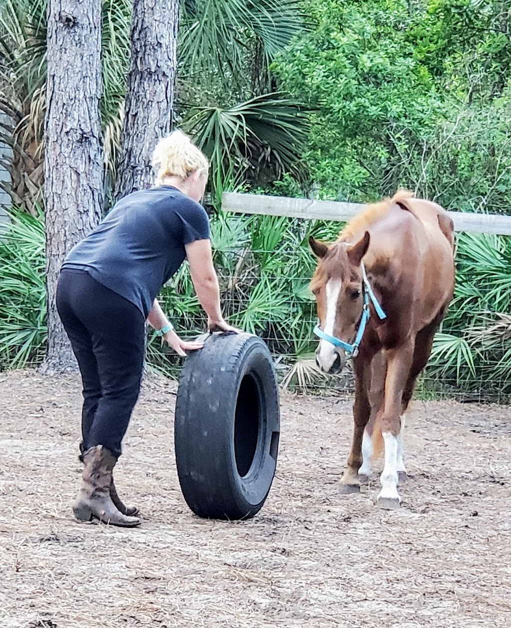 Transitions Equine Services, Llc | 12946 Grover Rd, Jacksonville, FL 32226 | Phone: (904) 707-3113