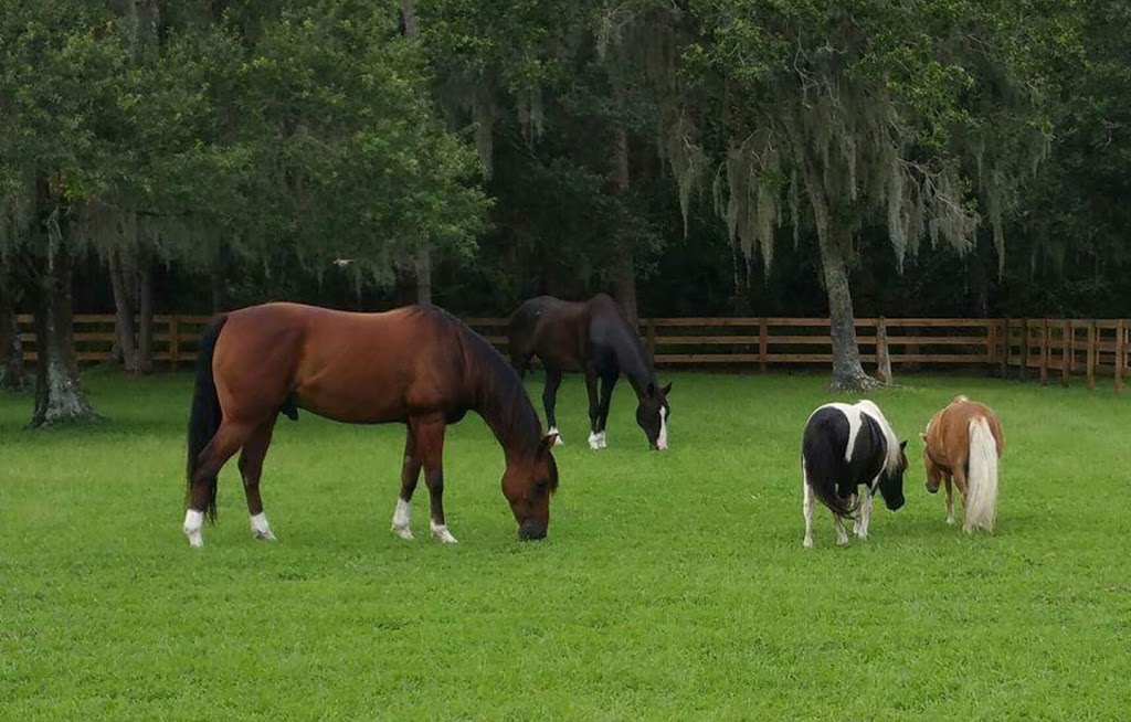 Gulf Coast Equine Veterinary Services, Inc. | 7248 Frisco Ln, Sarasota, FL 34241, USA | Phone: (941) 266-1356
