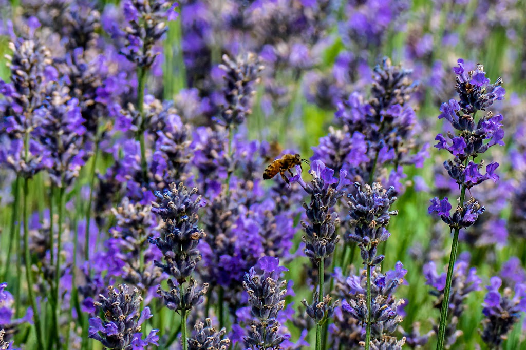 Angels Rest B&B and Lavender Farm | 141 River Glen Rd, Washougal, WA 98671, USA | Phone: (360) 837-3549