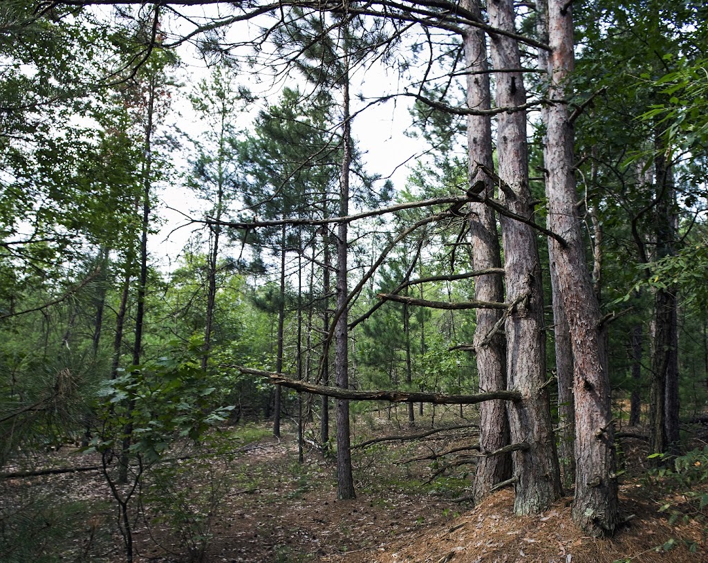 Arena Pines & Sand Barrens State Natural Area | Helena Rd, Arena, WI 53503, USA | Phone: (608) 266-0394