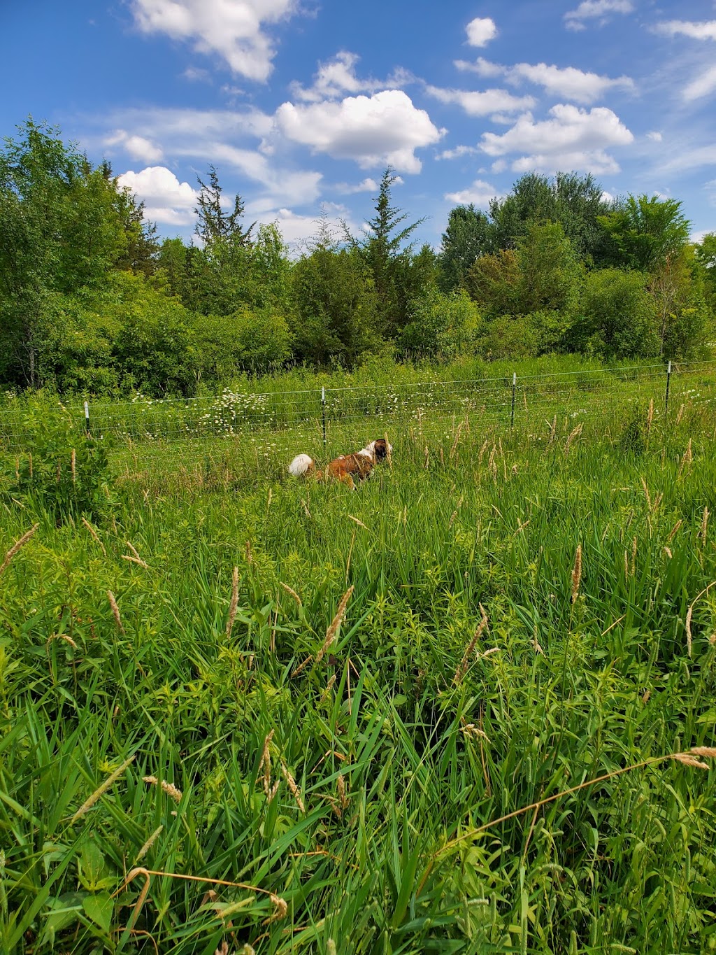 Elm Creek Park Reserve - Dog Off-leash Area | 11750 Zachary Ln N, Champlin, MN 55316 | Phone: (763) 694-7894