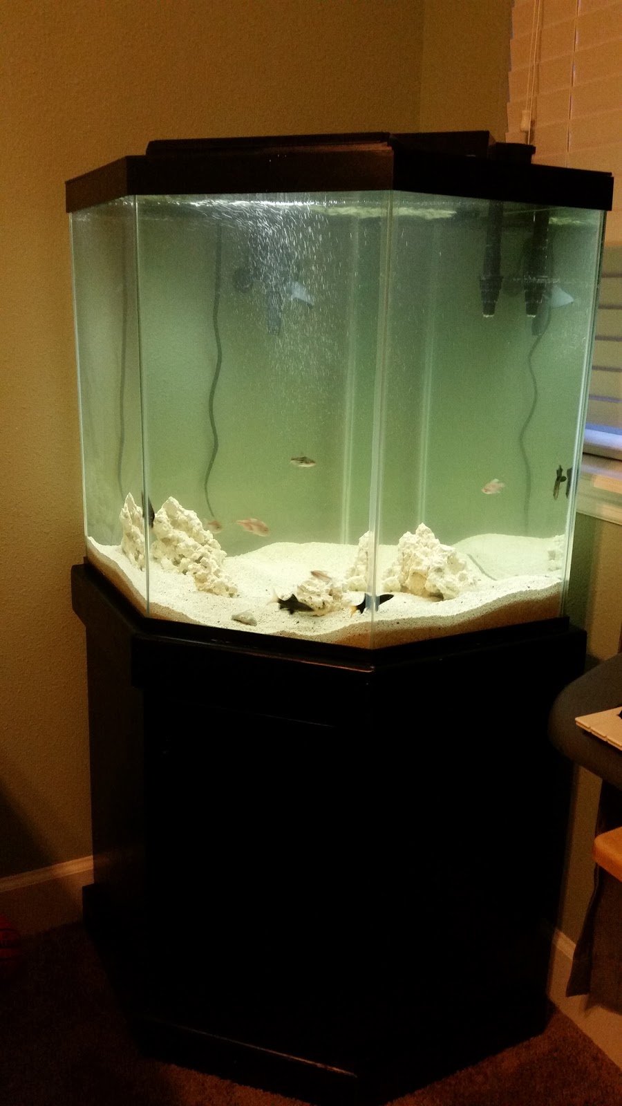 Fish Galore Critters & More | 5917 Roosevelt Blvd #5, Jacksonville, FL 32244, USA | Phone: (904) 383-4085