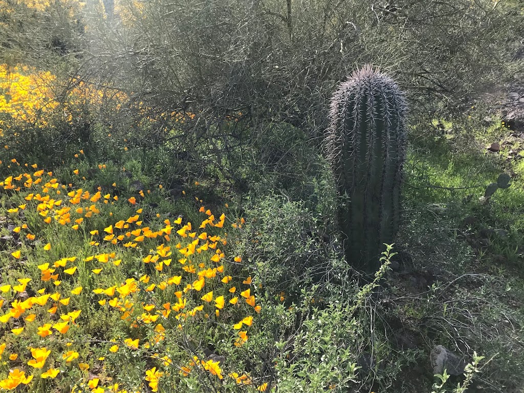 Sunset Vista Trail Head | Sunset Vista Trail, Picacho, AZ 85141, USA | Phone: (877) 697-2757