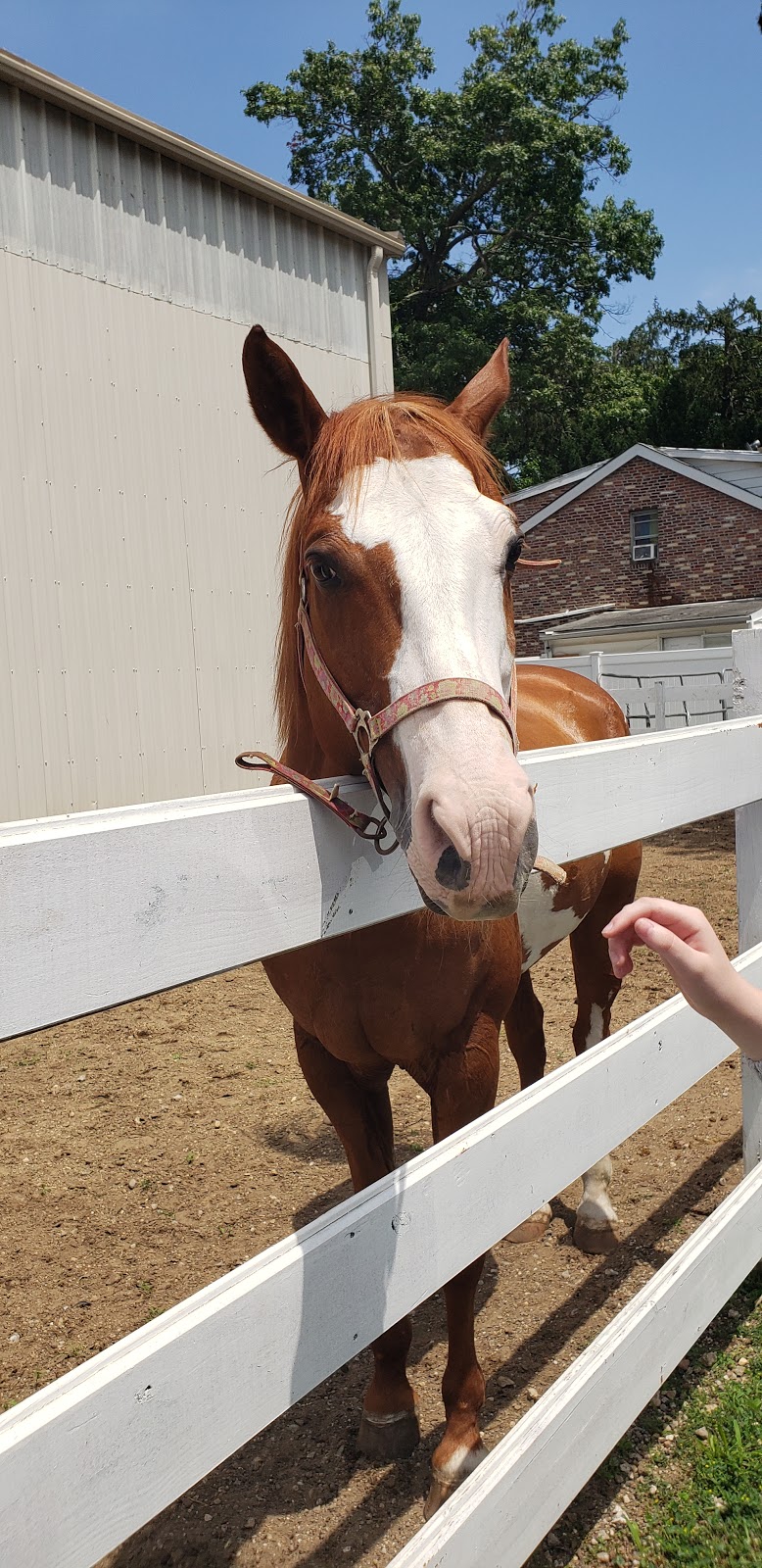 New York Equestrian Center | 633 Eagle Ave, West Hempstead, NY 11552 | Phone: (516) 486-9673