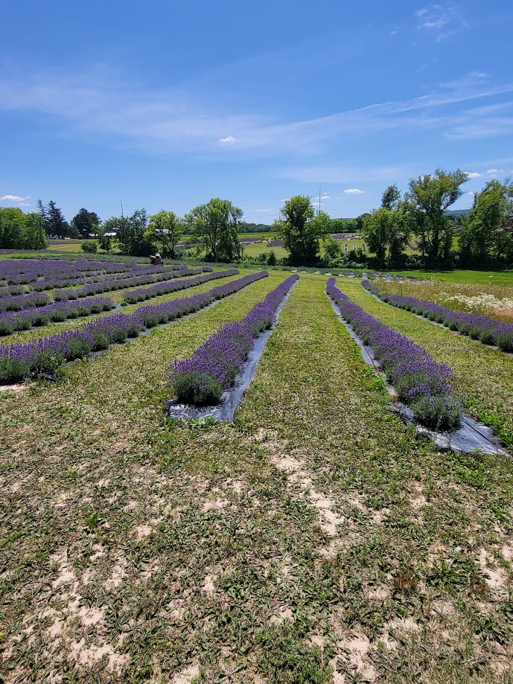 New Life Lavender & Cherry Farm | E10766 County Rd W, Baraboo, WI 53913, USA | Phone: (608) 477-4023