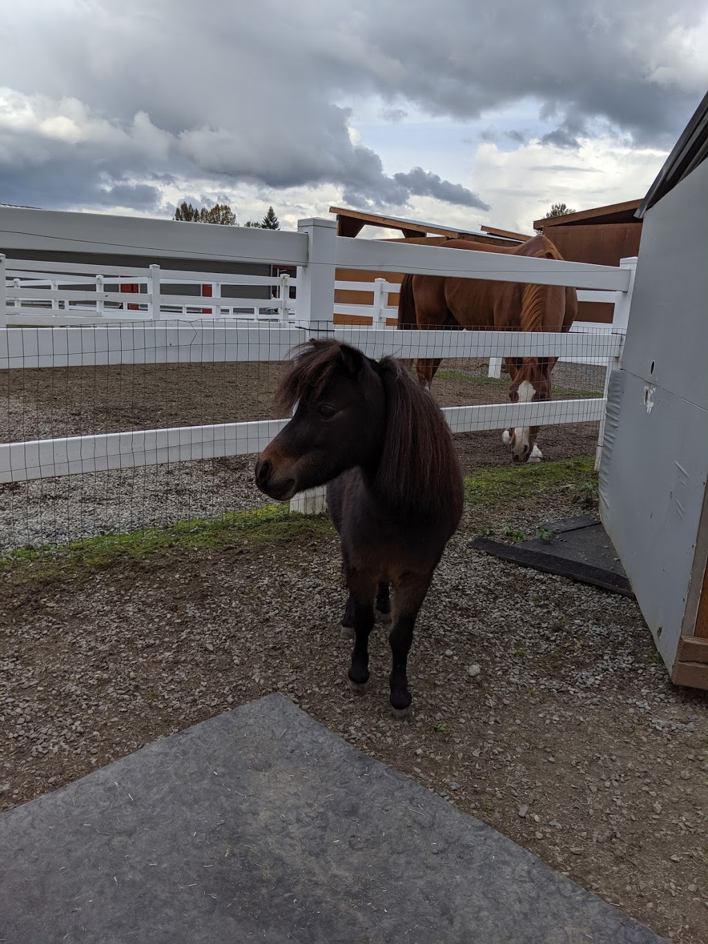 Little Bit Therapeutic Riding | 18675 NE 106th St, Redmond, WA 98052, USA | Phone: (425) 882-1554