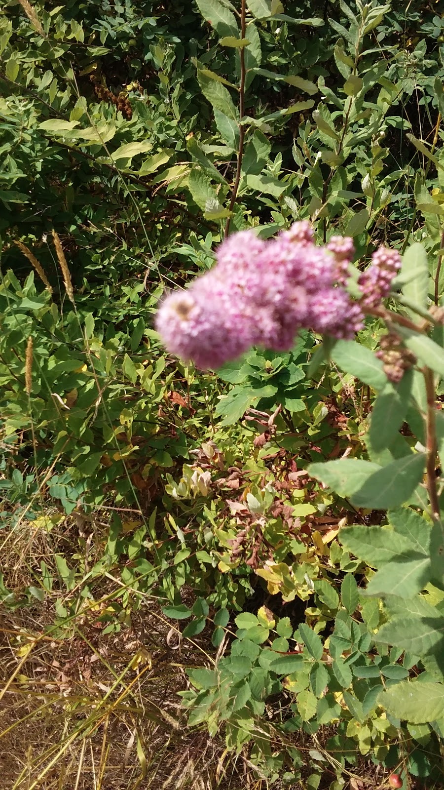 Auburndale II Park | 29700 118th Ave SE, Auburn, WA 98092, USA | Phone: (253) 931-3000