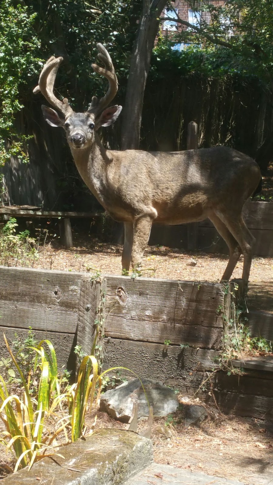 Dorothy Bolte Park | Berkeley, CA 94707, USA | Phone: (510) 981-5150