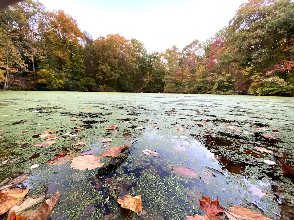 Forsyth Pond | Bartlett Arboretum & Gardens, 151 Brookdale Rd, Stamford, CT 06903, USA | Phone: (203) 322-6971