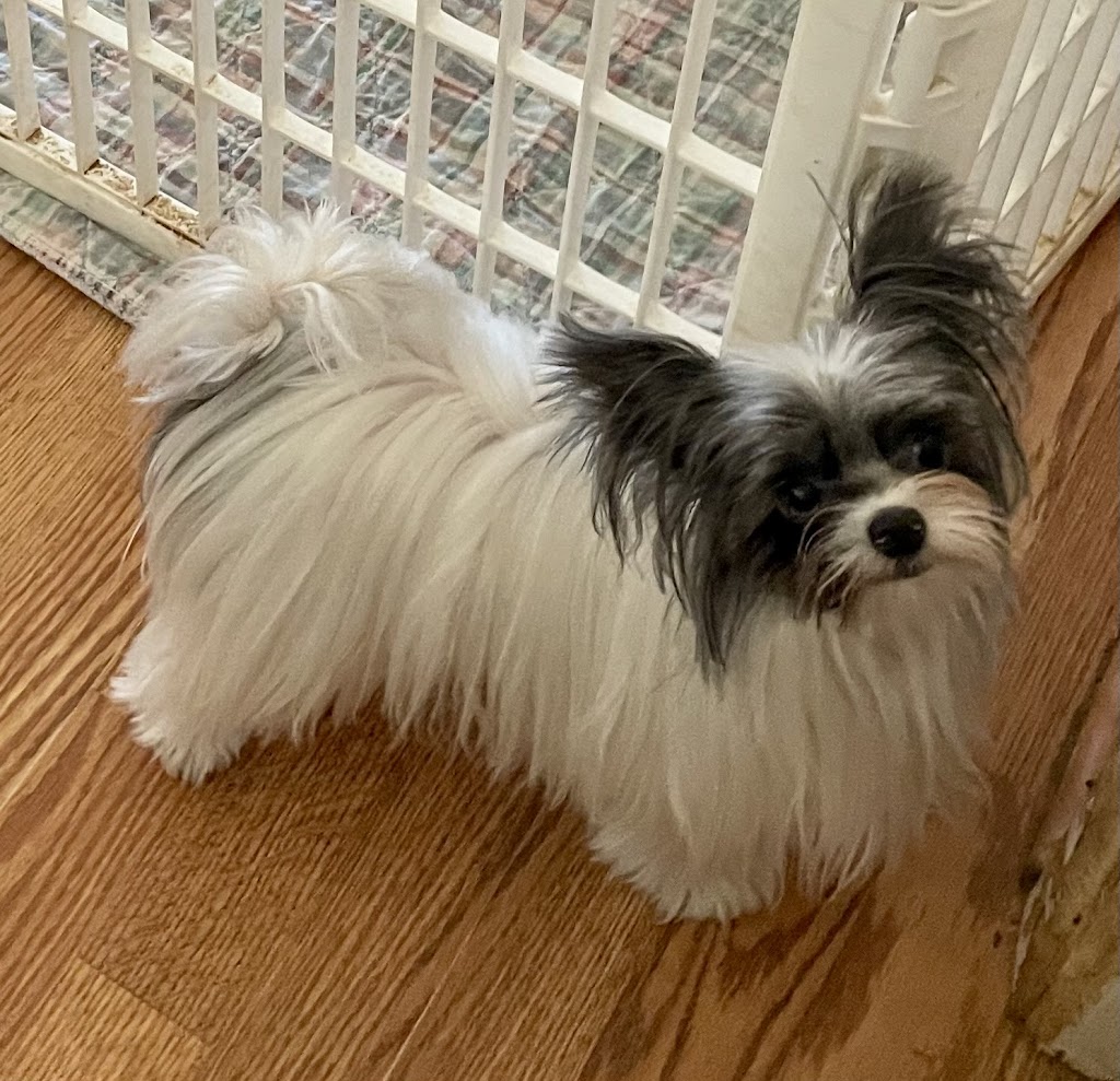 Yorkies By Cheri | 3705 FM 902, Gainesville, TX 76240, USA | Phone: (940) 372-8868