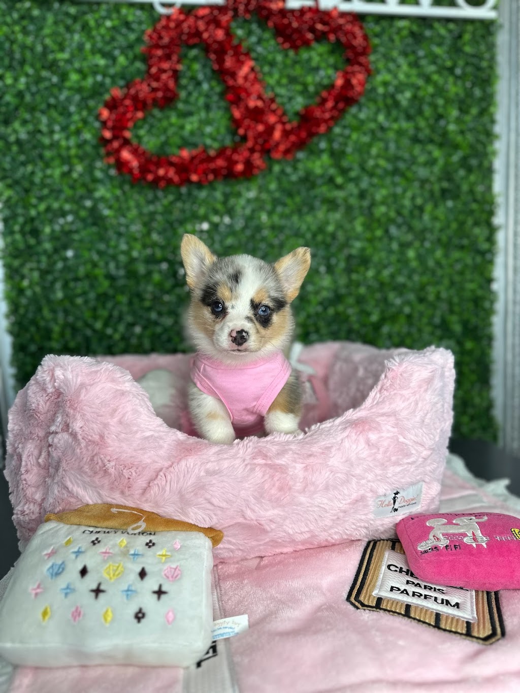 Tiny Paws Teacup & Toy Puppy Boutique | 18545 W Dixie Hwy, Aventura, FL 33180, USA | Phone: (305) 934-7889