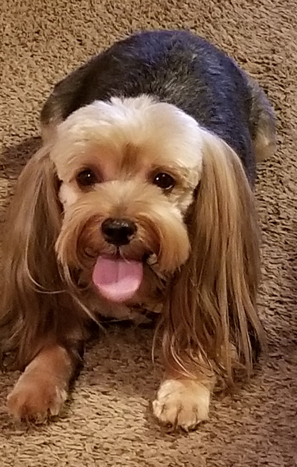 A Gentle Touch Pet Grooming | 8970 103rd St St. 2, Jacksonville, FL 32210, USA | Phone: (904) 573-2929 A Gentle Touch Pet Grooming | 8970 103rd St St. 2, Jacksonville, FL 32210, USA | Phone: (904) 573-2929