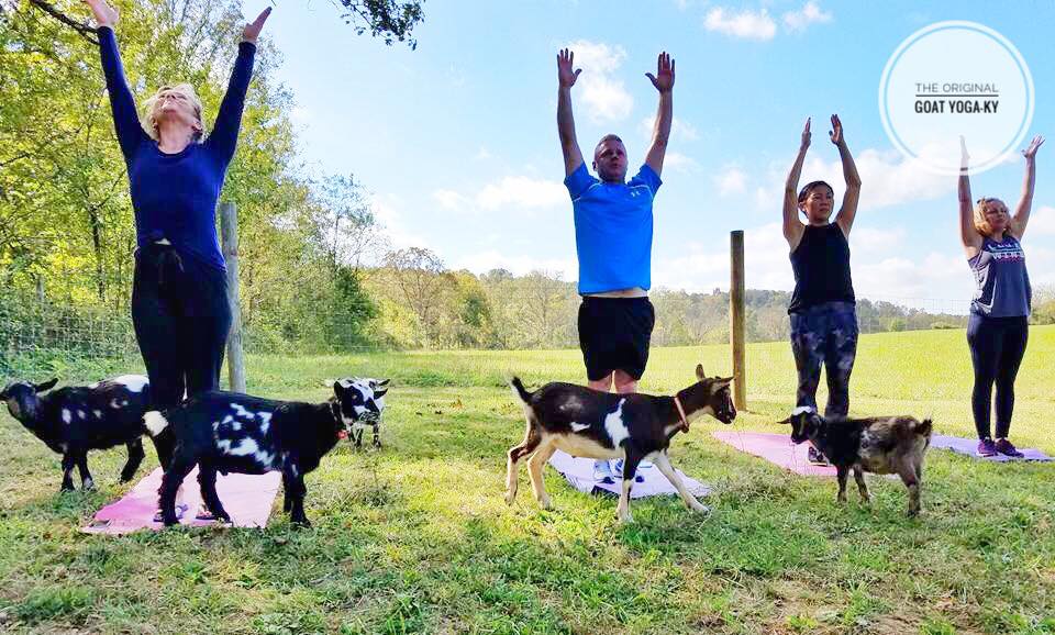 Original Goat Yoga - New Castle KY | 2482 Flat Rock Rd, New Castle, KY 40050, USA | Phone: (888) 992-4628