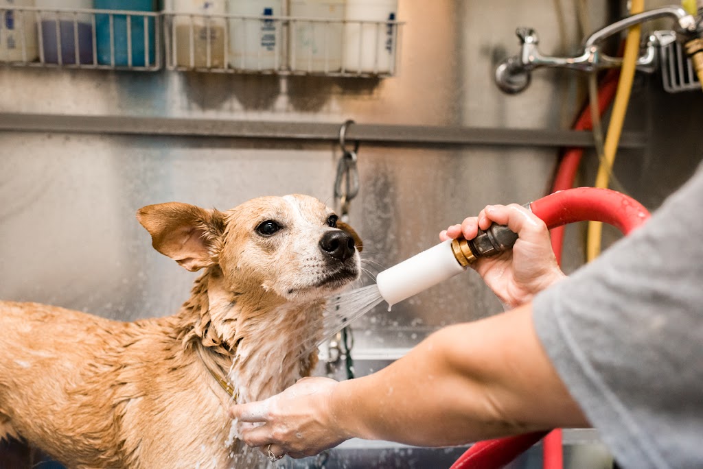 Mud Puppies | 12233 Ranch Rd 620 N #110A, Austin, TX 78750, USA | Phone: (512) 249-2498