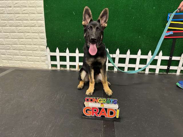 Good Choice Dog Training | 18 Railroad Ave, Albany, NY 12205, USA | Phone: (518) 337-3954