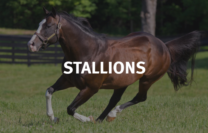 Sequel Stallions | 167 Maple Ln, Hudson, NY 12534, USA | Phone: (800) 925-2913