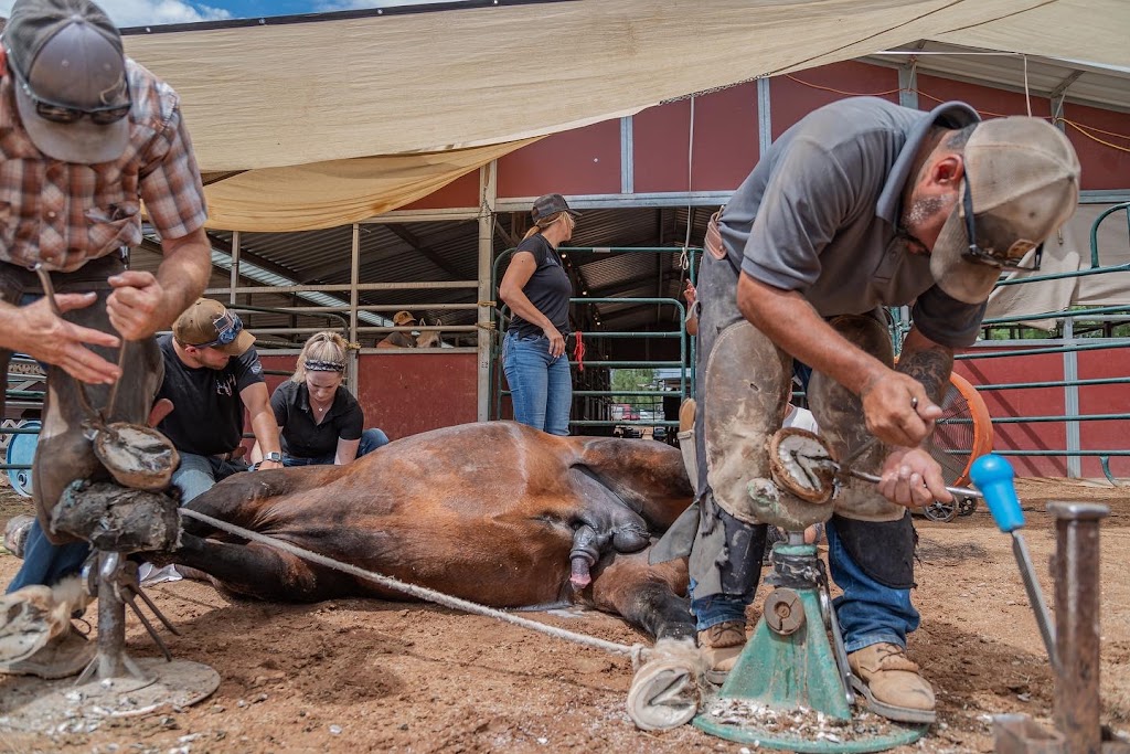 Arizona Equine Medical & Surgical Centre | 1685 S Gilbert Rd, Gilbert, AZ 85295, USA | Phone: (480) 962-6660