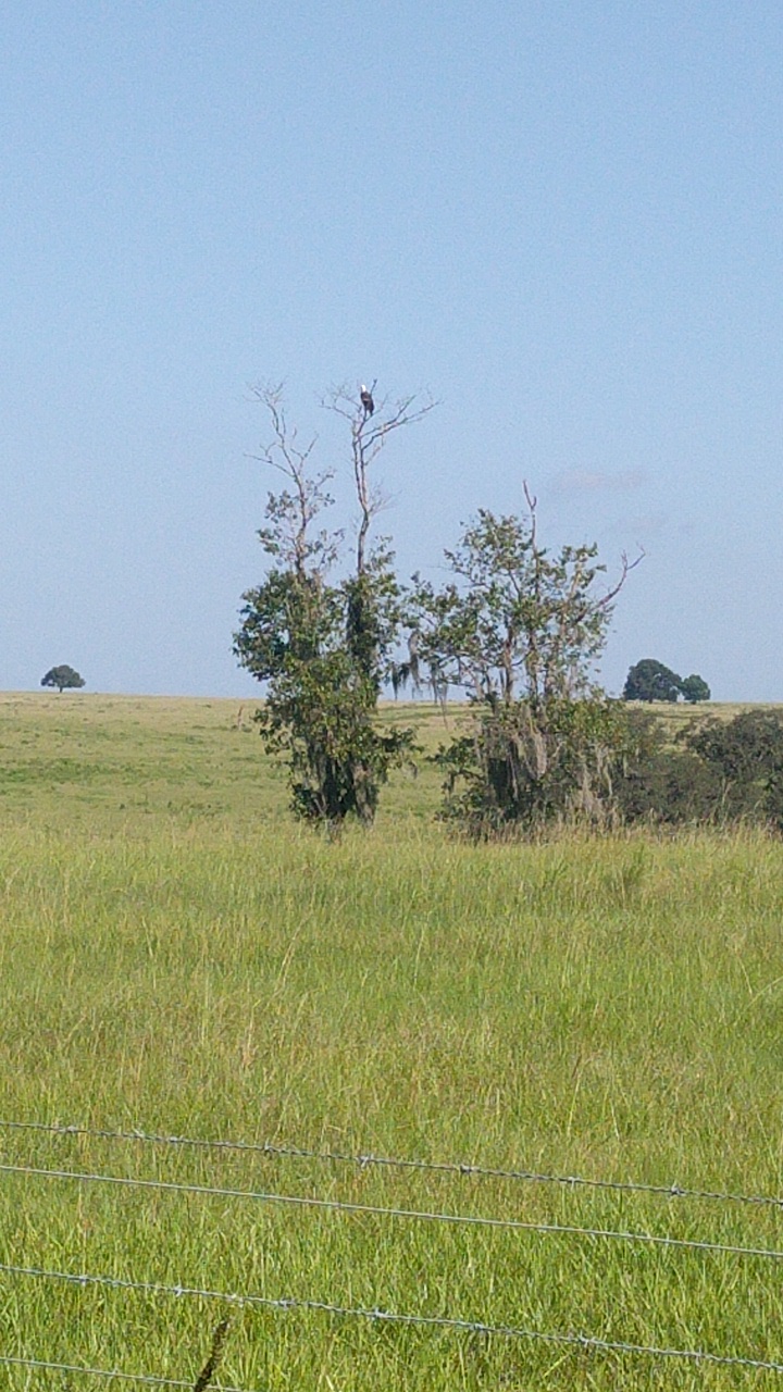 Blue Skies Equine Services Inc | 21114 Hunter Hill Dr, Dade City, FL 33523, USA | Phone: (352) 345-1495