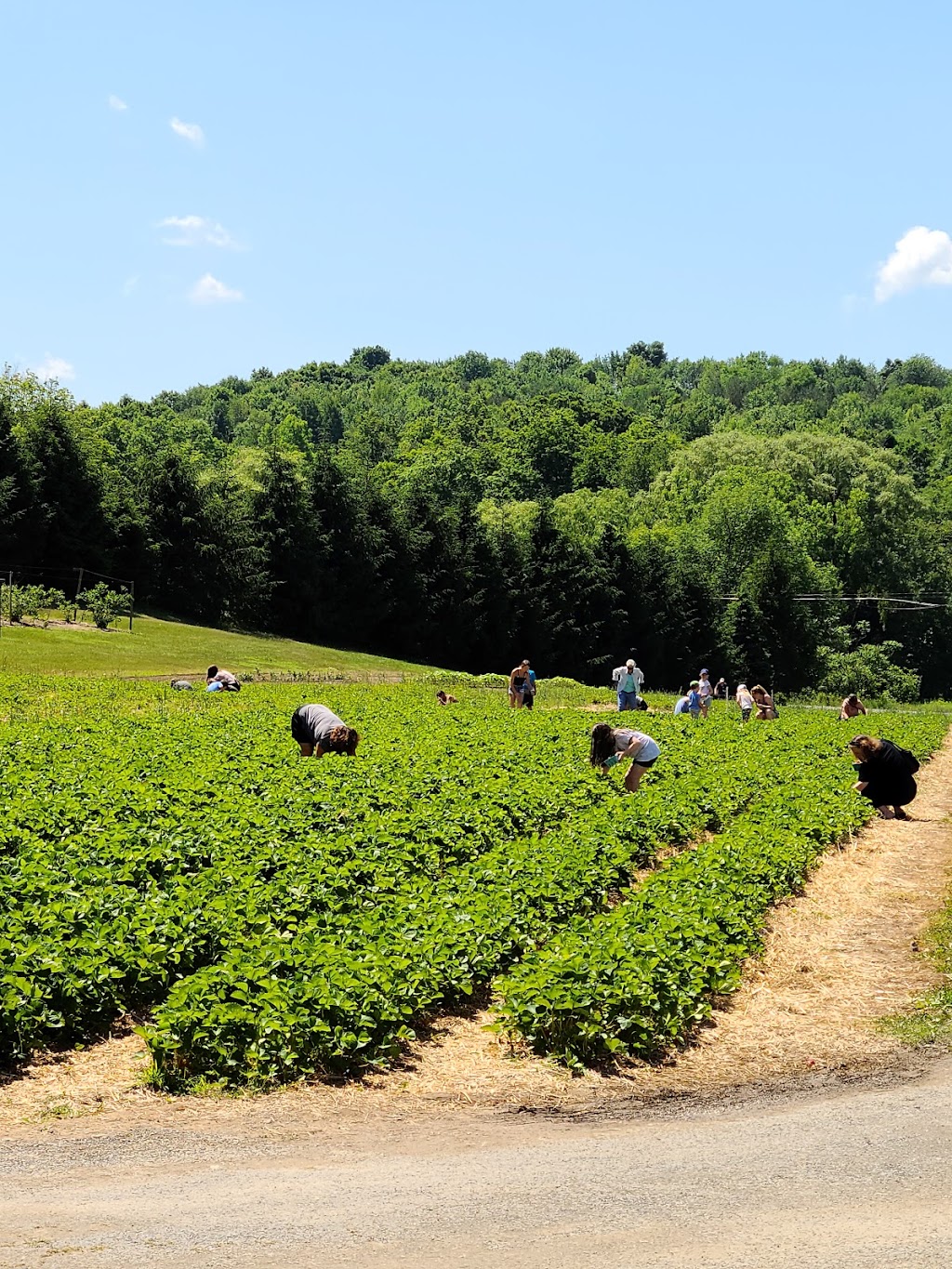 Best Berry Farm | 1078 Best Rd, East Greenbush, NY 12061, USA | Phone: (518) 286-0607