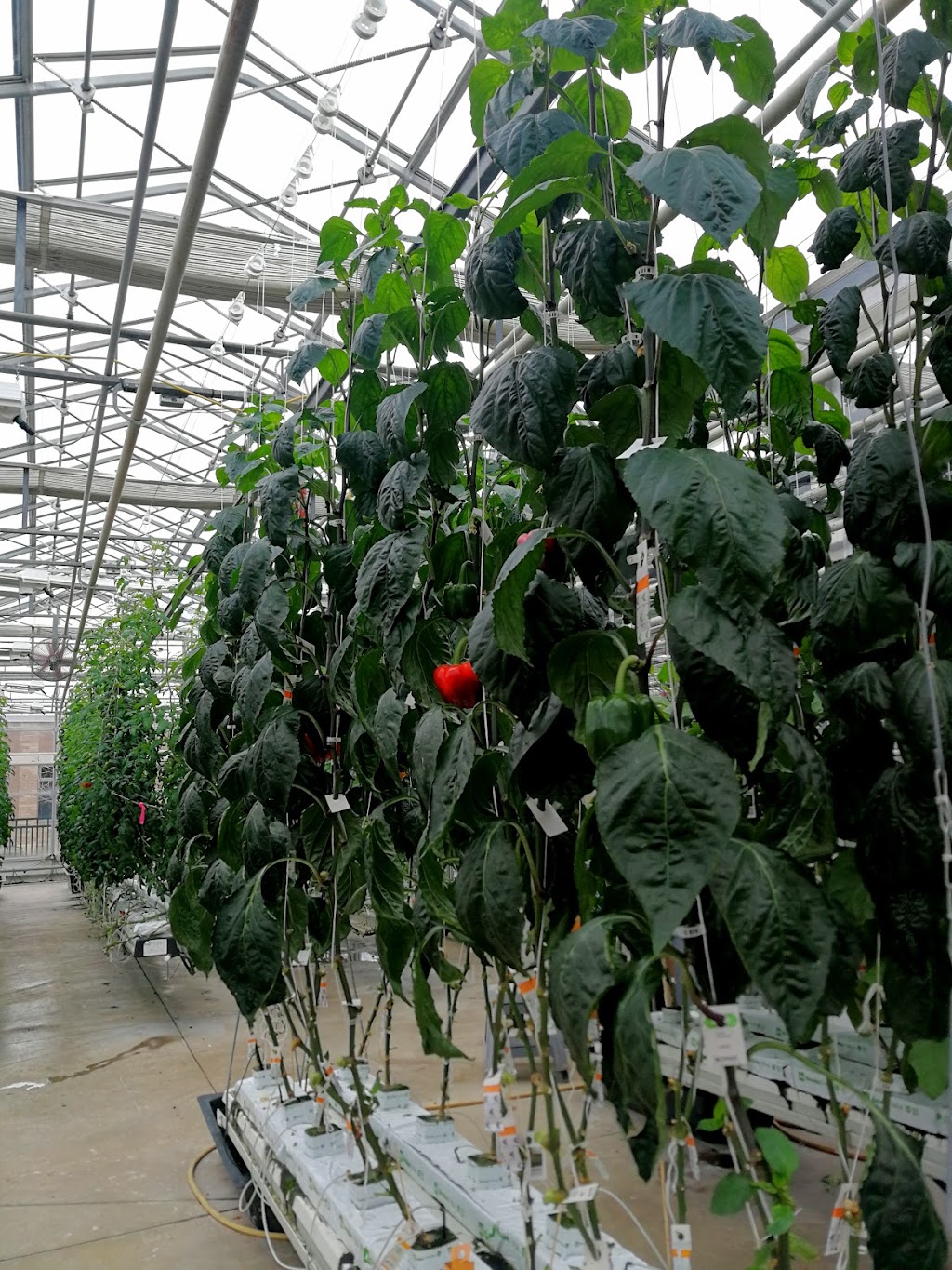 Niagara College Greenhouse Nursery | 135 Taylor Rd, Niagara Falls, ON L0S 1J0, Canada | Phone: (905) 641-2252 ext. 4082