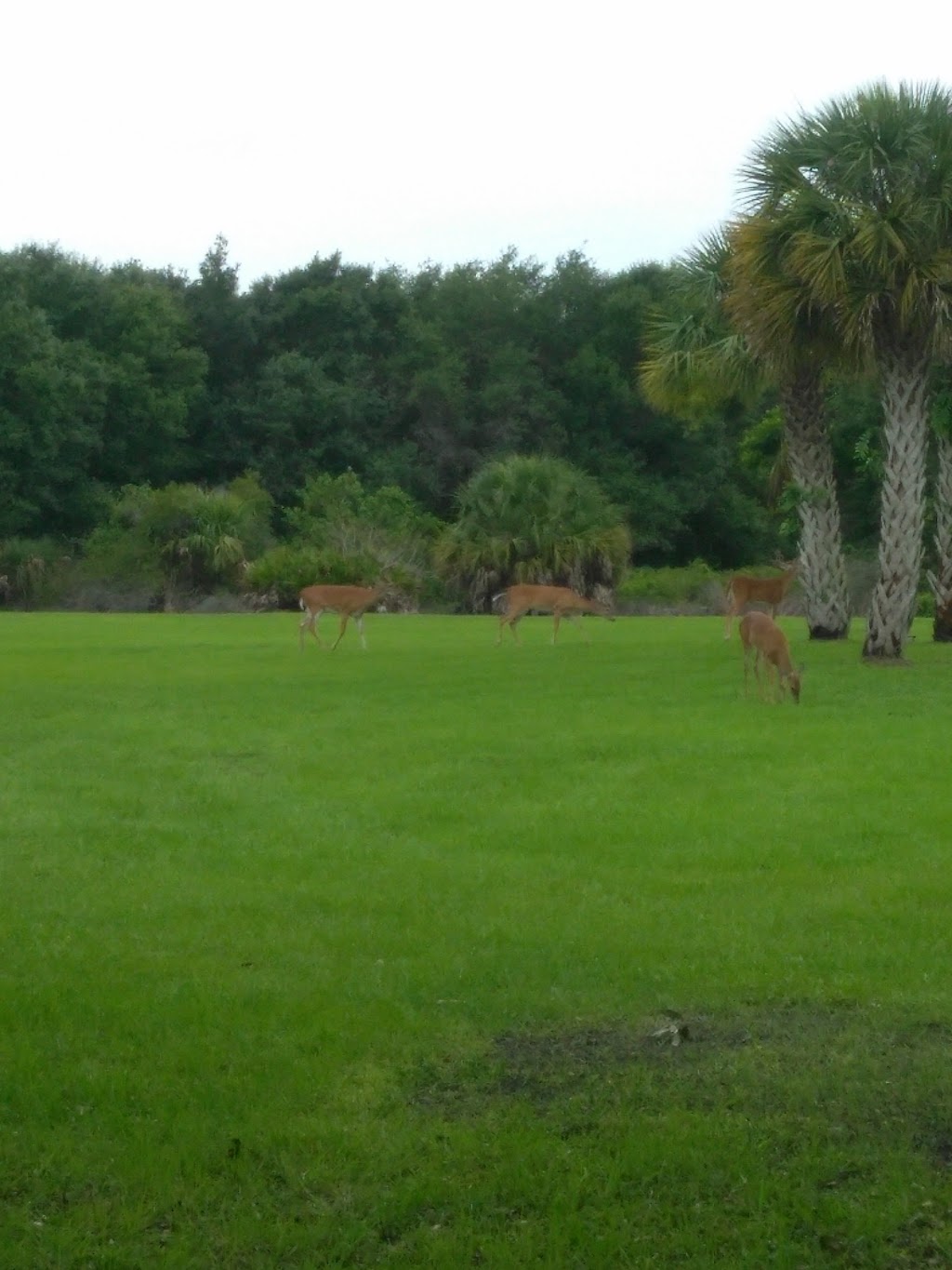 St. Patrick Catholic Church | 7900 Bee Ridge Rd, Sarasota, FL 34241, USA | Phone: (941) 378-1703