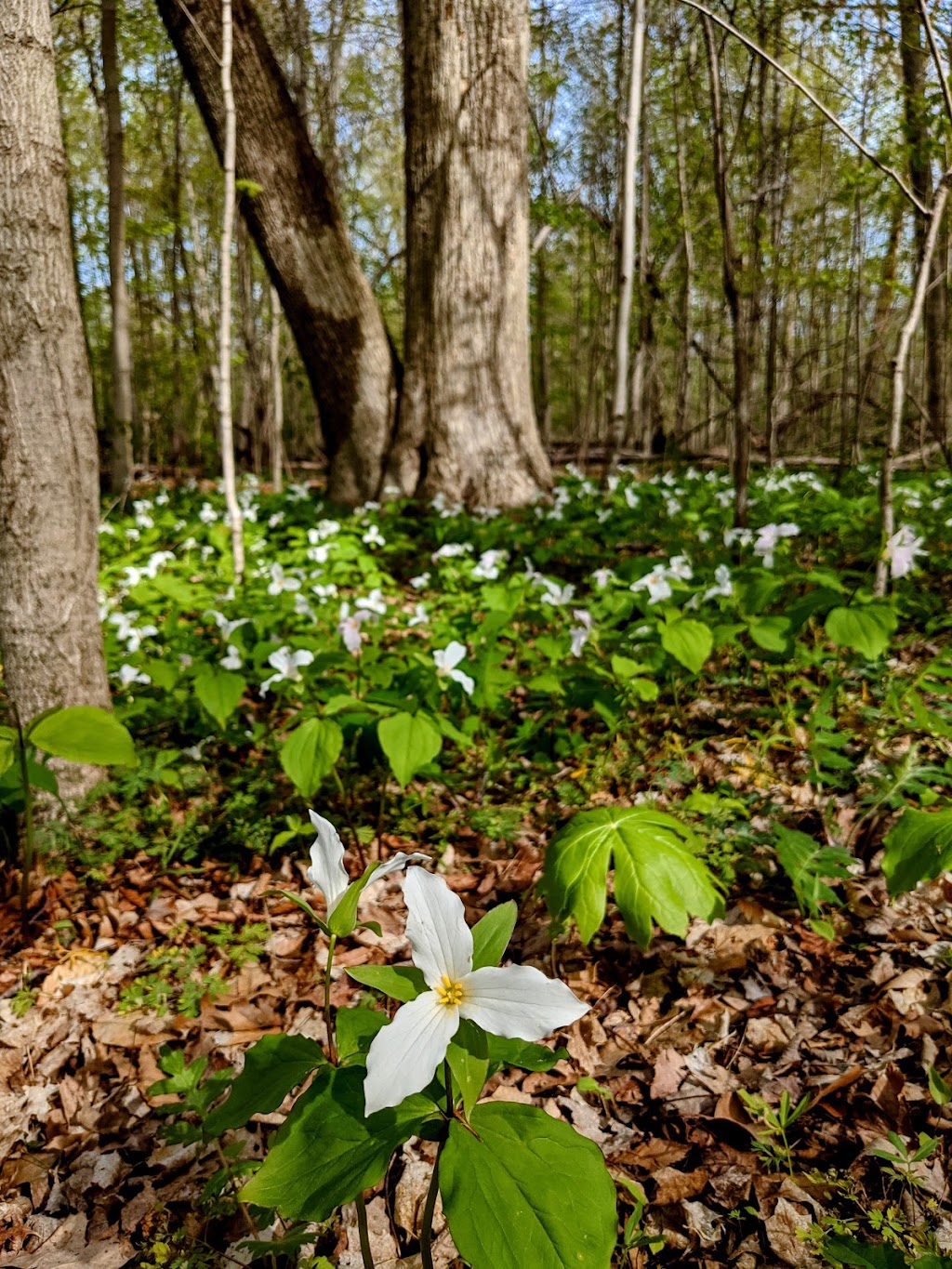 Acres Along the Wabash - ACRES Land Trust | 892 IN-116 #2, Bluffton, IN 46714, USA | Phone: (260) 637-2273