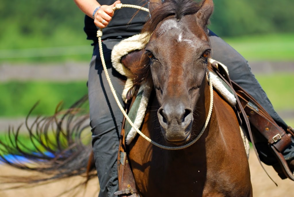 Su Dara Riding | 8104 Canyon Rd E, Puyallup, WA 98371, USA | Phone: (253) 531-1569