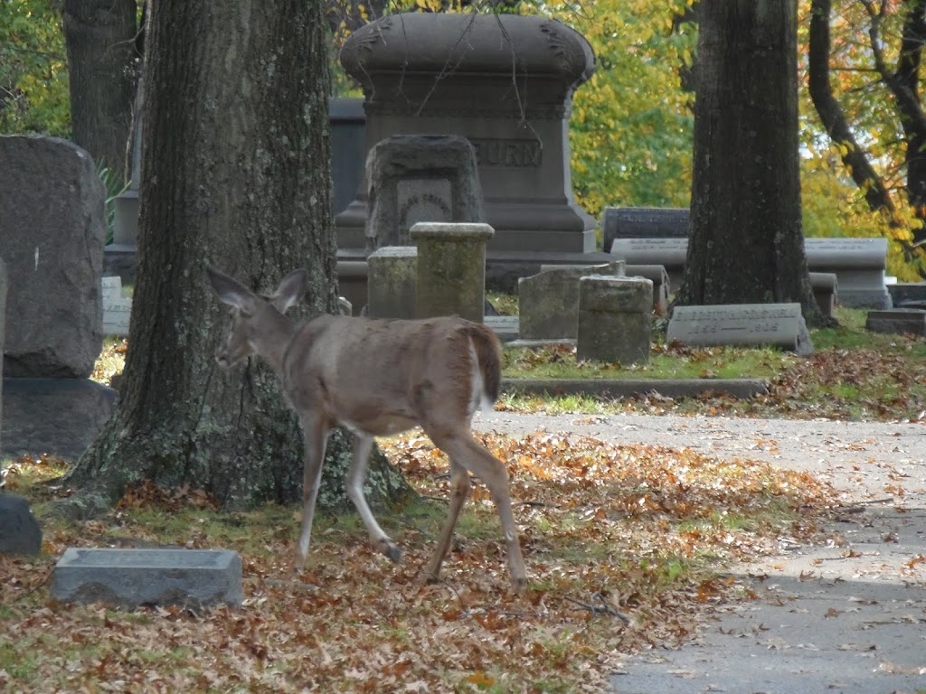 Mount Rose Cemetery | 2 North, Jefferson Ave, Moundsville, WV 26041, USA | Phone: (304) 845-5559