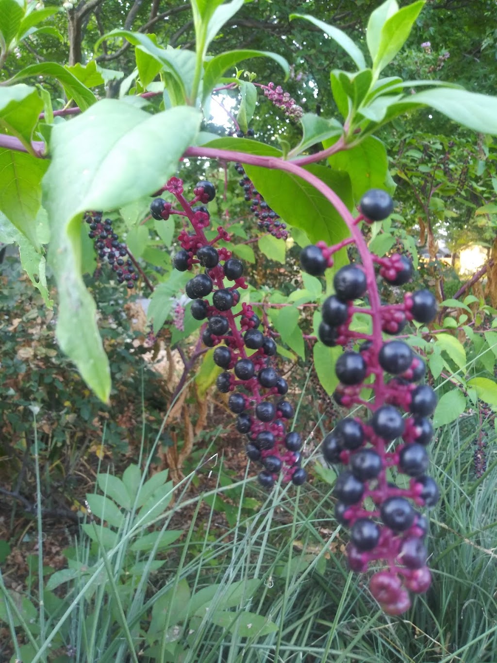 Stone Park | 810 N Edgefield Ave, Dallas, TX 75208, USA | Phone: (214) 670-4100