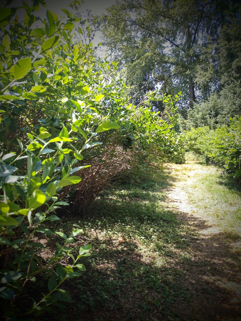 Pine Lake Blueberry Farm | 21509 SE 28th Ln, Sammamish, WA 98075, USA | Phone: (425) 270-9137