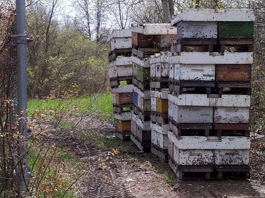 Willoughby Marsh Conservation Area | Sauer Rd, Niagara Falls, ON L3B 5N4, Canada | Phone: (905) 788-3135