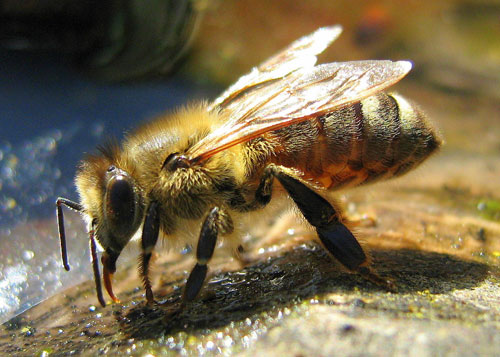 The Bee Hunter | 1275 Penn Ave, Pittsburgh, PA 15221, USA | Phone: (412) 965-2448