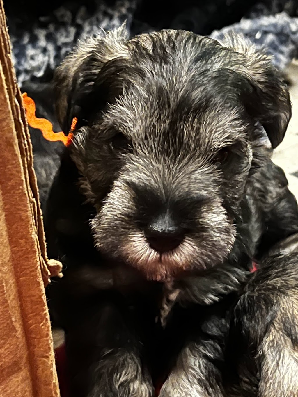 Attaway Miniature Schnauzers | 12315 Siding Rd, Church Rd, VA 23833 | Phone: (804) 265-8838