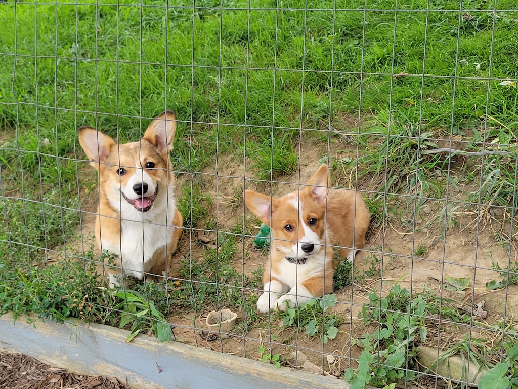 Zwicks Sunshine Corgis | 11495 Ravenna Ave NE, Louisville, OH 44641, USA | Phone: (330) 581-3698