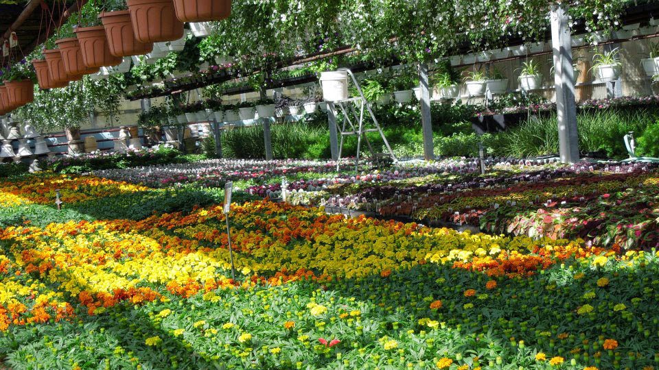 Wistinghausen Florist & Greenhouse | 114 Townline St, Oak Harbor, OH 43449, USA | Phone: (419) 898-4221