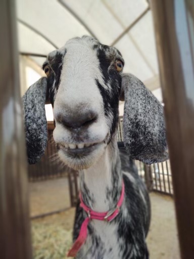 Atwater Veterinary Center | 2100 Bell Dr, Atwater, CA 95301, USA | Phone: (209) 358-6000