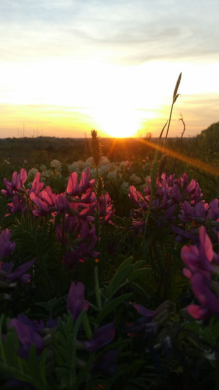 The High Point Park & Wildflower Preserve | 2233 Old Josephine Rd, Farmersville, TX 75442, USA | Phone: (972) 832-6565