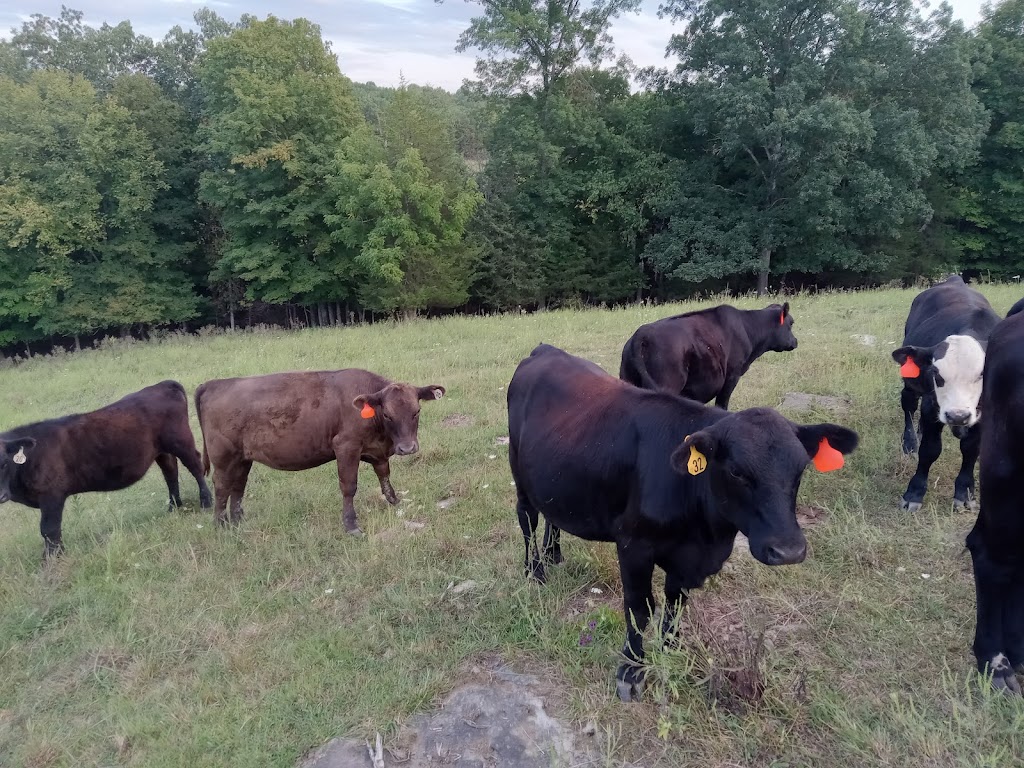 Turner Family cattle | KY-3185, Butler, KY 41006, USA | Phone: (859) 640-2039