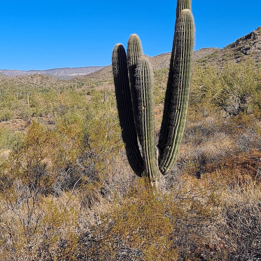 Cave Creek Regional Park Campgrounds | E Olivine Ave, Cave Creek, AZ 85331, USA | Phone: (623) 465-0431