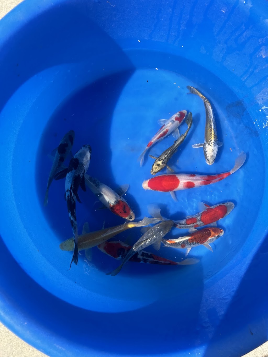 Koi Kings | 8397 Bell Dr, Atwater, CA 95301, USA | Phone: (209) 325-9812