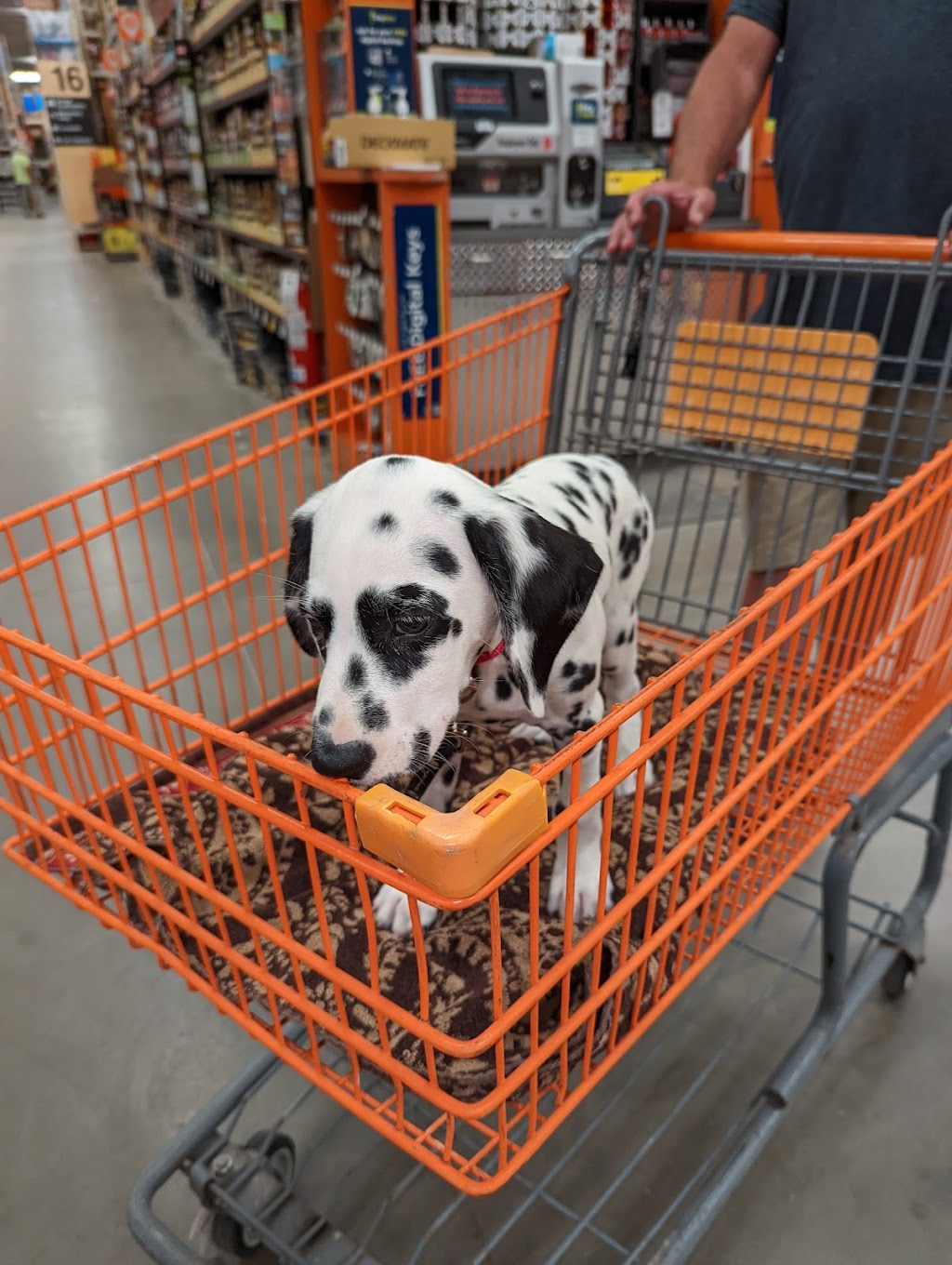 The Home Depot | 18800 N Market Pl Dr, Aurora, OH 44202, USA | Phone: (330) 562-6000