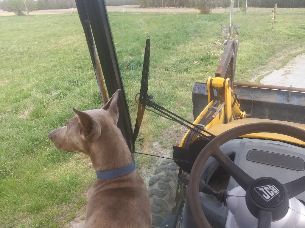 Windsor Pet Hospital | 11483 Windsor Blvd, Windsor, VA 23487, USA | Phone: (757) 242-9191