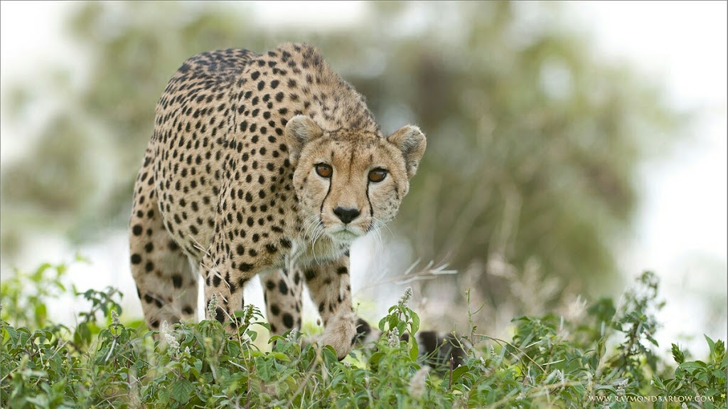 Raymond Barlow Nature Photo Tours | 242 Lakeport Rd #6, St. Catharines, ON L2N 6V2, Canada | Phone: (905) 520-8853