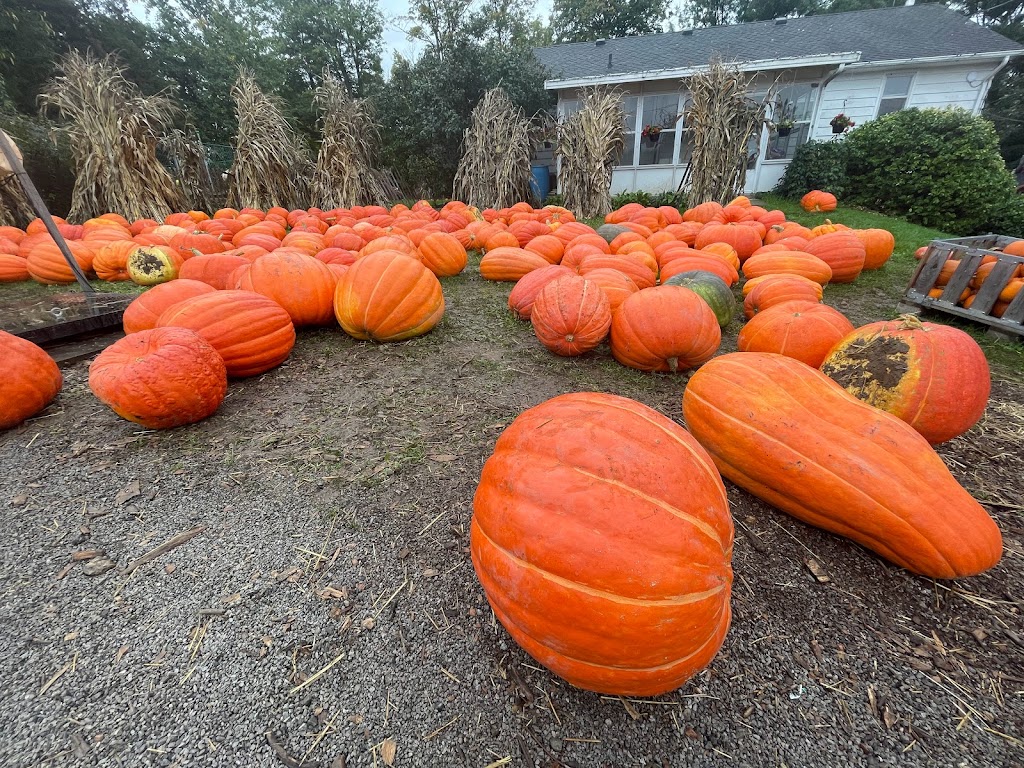 Howell Family Pumpkin Farm | 2878 Holland Rd, Fonthill, ON L0S 1E6, Canada | Phone: (905) 892-3918