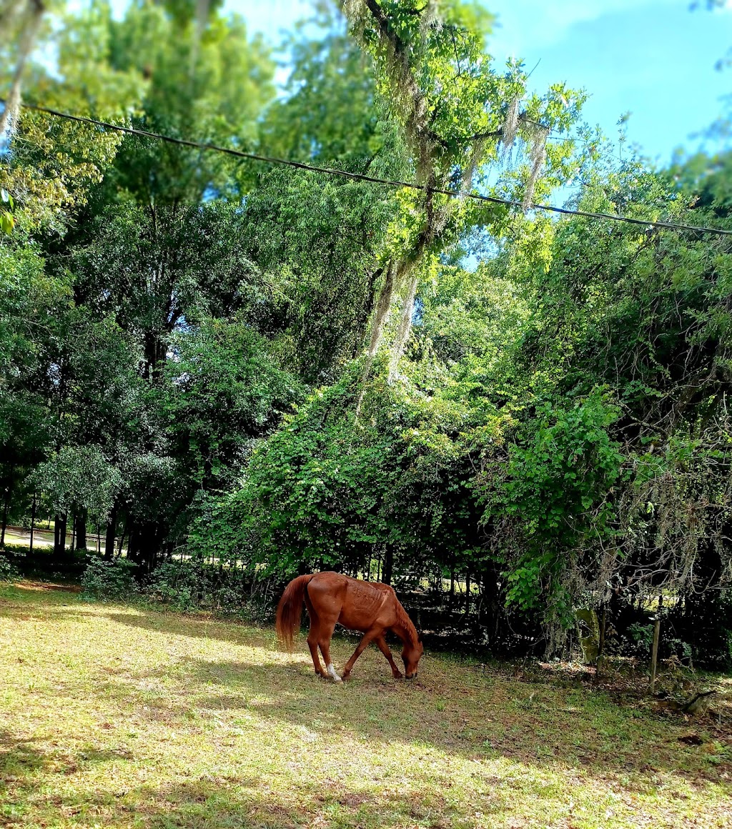 H&L Ranch & Blueberry Farm | 24537 Evaline St, Brooksville, FL 34601, USA | Phone: (352) 797-0822