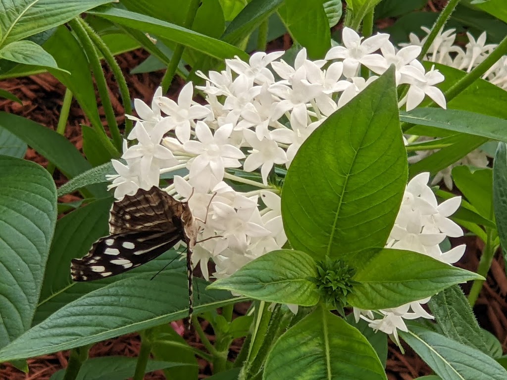 Butterfly House | 979 Catawba Ave, Put-In-Bay, OH 43456, USA | Phone: (419) 285-2446